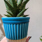 サンスベリア ロックマン ドワーフ｜Sansevieria Rockman レア観葉植物 陶器鉢（ブルー）