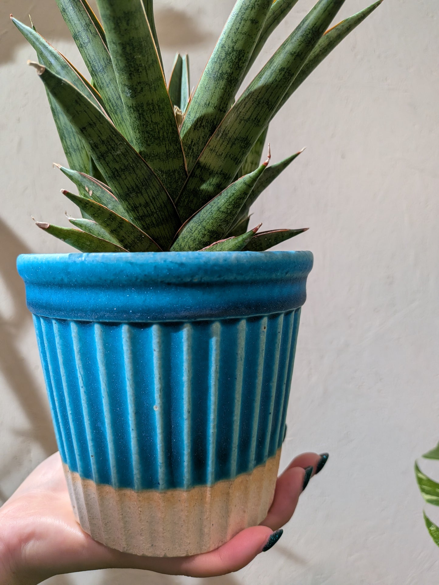 サンスベリア ロックマン ドワーフ｜Sansevieria Rockman レア観葉植物 陶器鉢（ブルー）