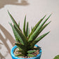 サンスベリア ロックマン ドワーフ｜Sansevieria Rockman レア観葉植物 陶器鉢（ブルー）