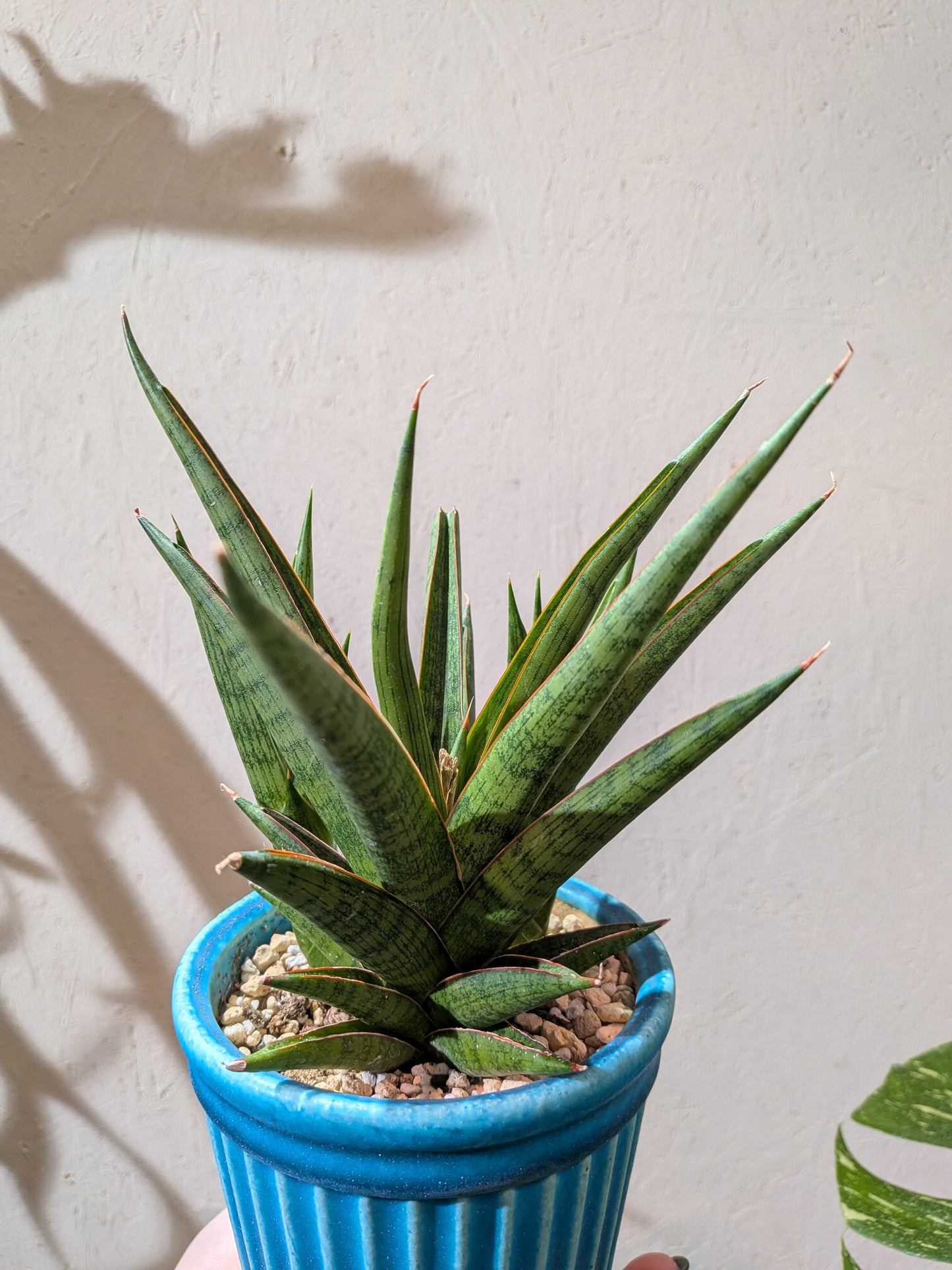 サンスベリア ロックマン ドワーフ｜Sansevieria Rockman レア観葉植物 陶器鉢（ブルー）