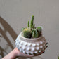 サボテン寄せ植え「小さな砂漠」｜白い陶器鉢 一点もの観葉植物