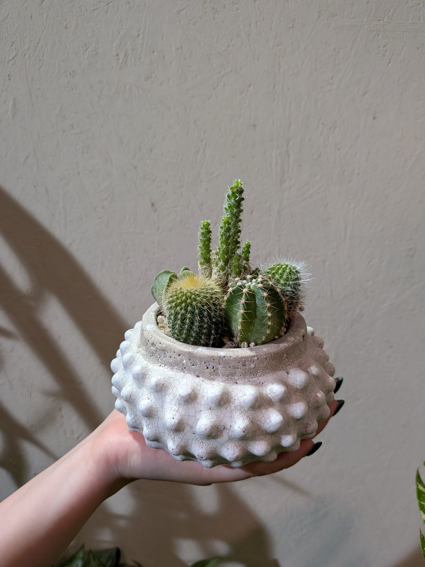 サボテン寄せ植え「小さな砂漠」｜白い陶器鉢 一点もの観葉植物