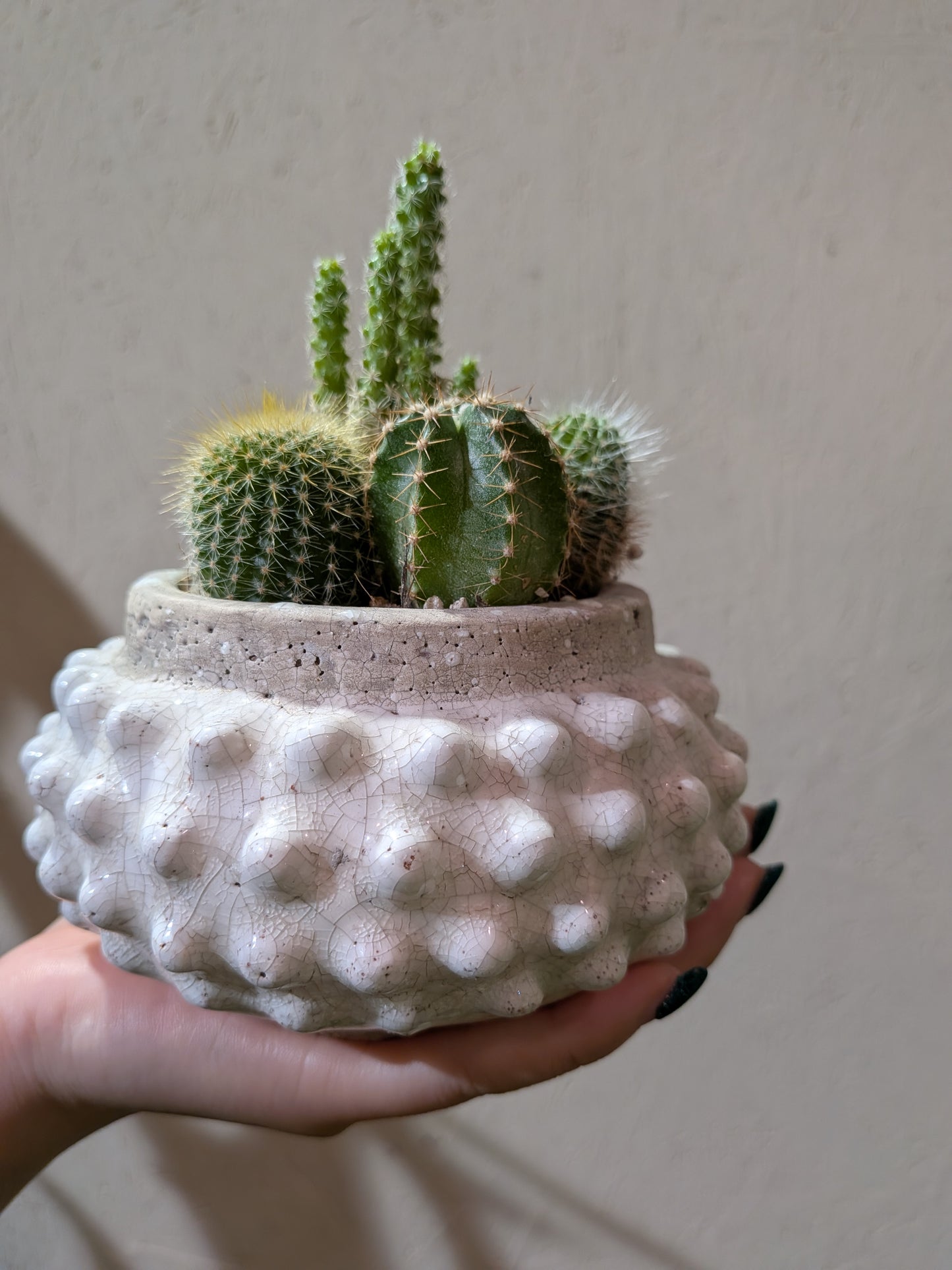 サボテン寄せ植え「小さな砂漠」｜白い陶器鉢 一点もの観葉植物