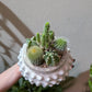 サボテン寄せ植え「小さな砂漠」｜白い陶器鉢 一点もの観葉植物
