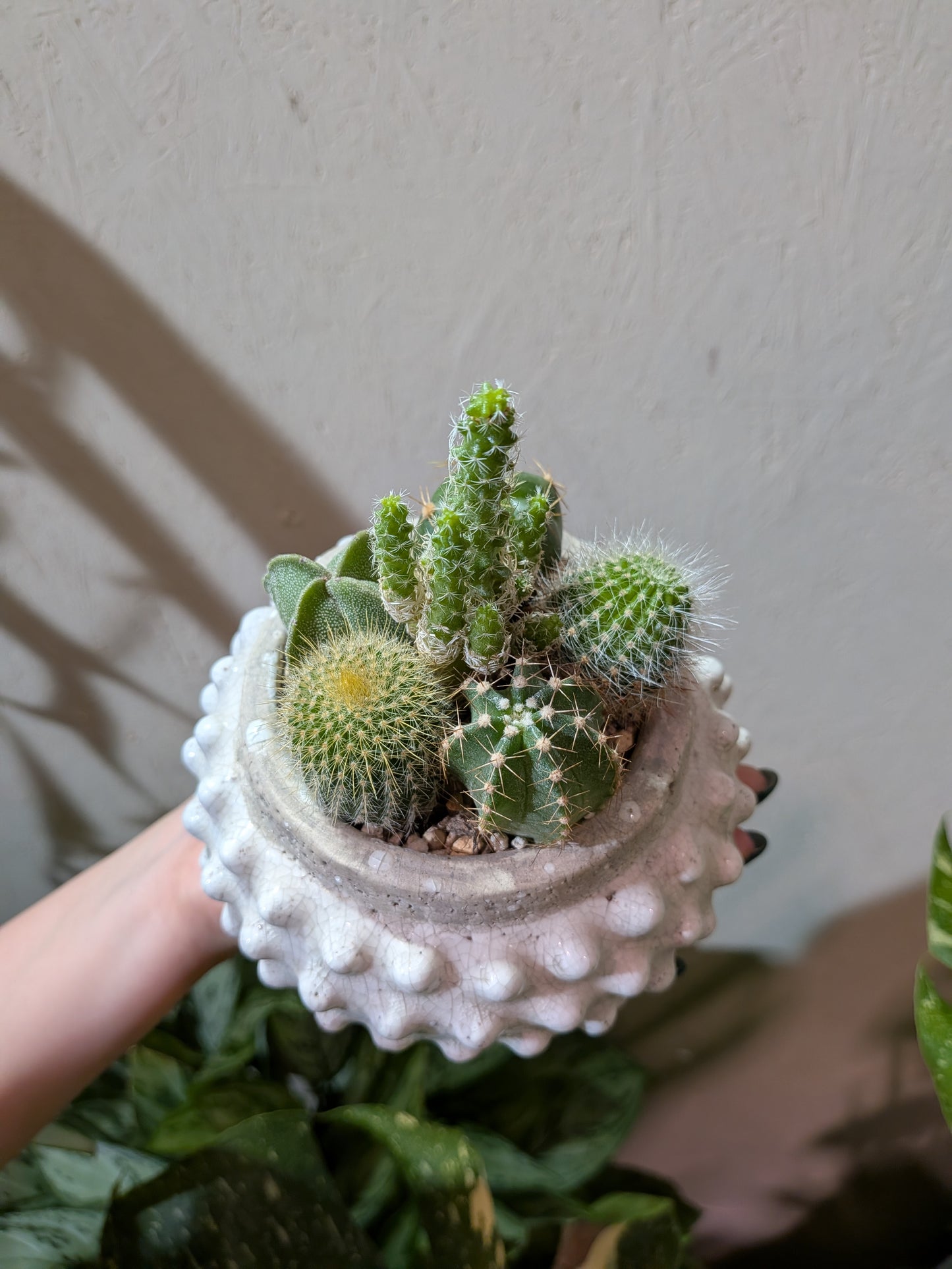 サボテン寄せ植え「小さな砂漠」｜白い陶器鉢 一点もの観葉植物
