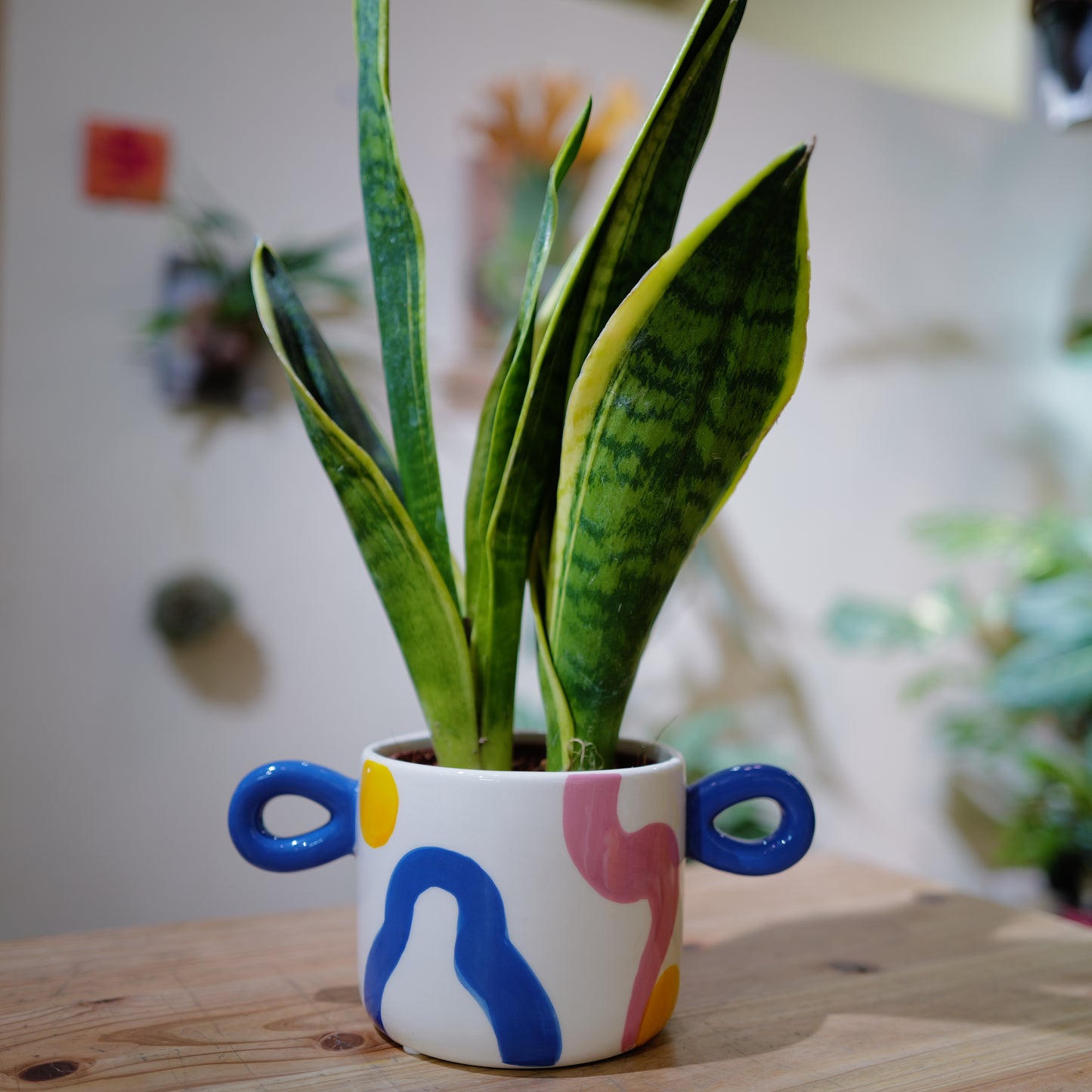 サンスベリア ローレンチー 鉢カバー付き｜QUE RICO ベルギー陶器｜高さ約42cm 観葉植物