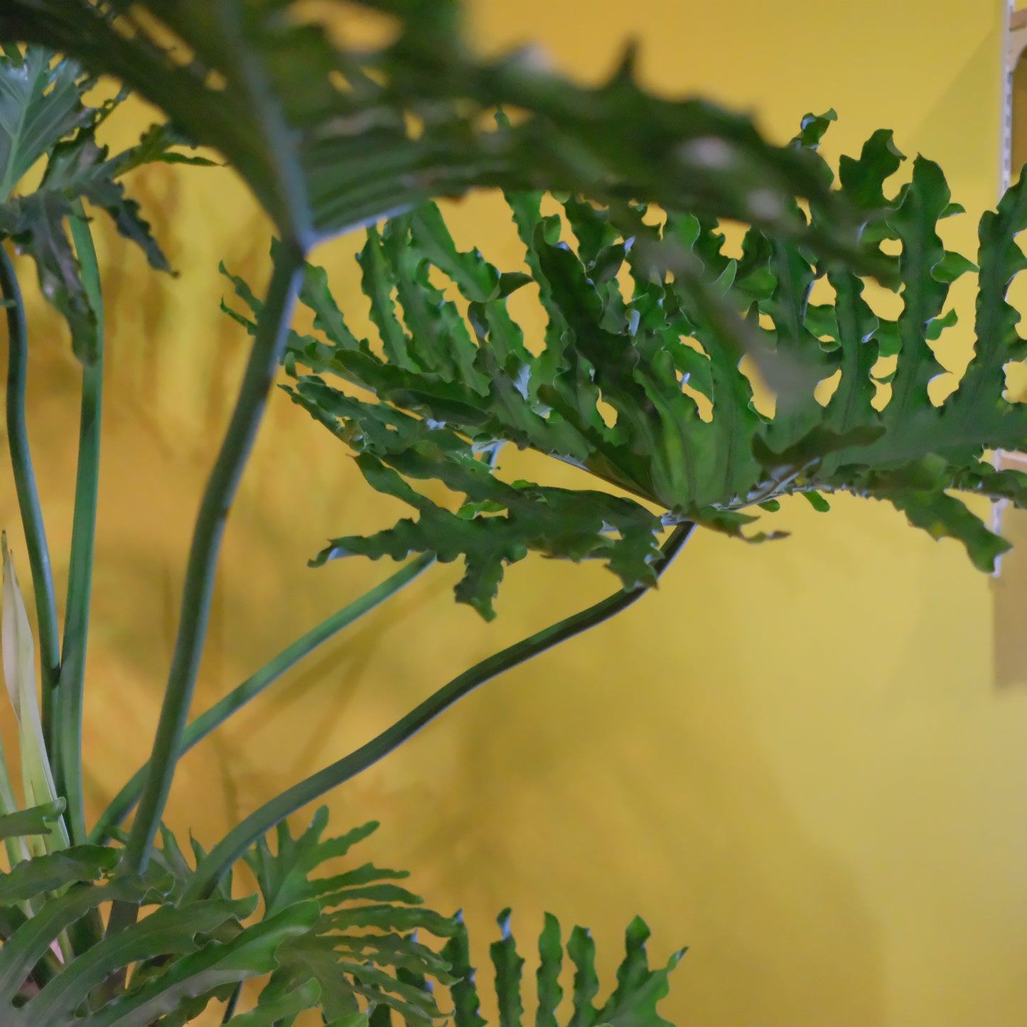 フィロデンドロン・セローム 大型観葉植物｜南米原産・耐陰性あり・インテリアグリーンにおすすめ［配達エリア：東京・神奈川・千葉・埼玉限定］