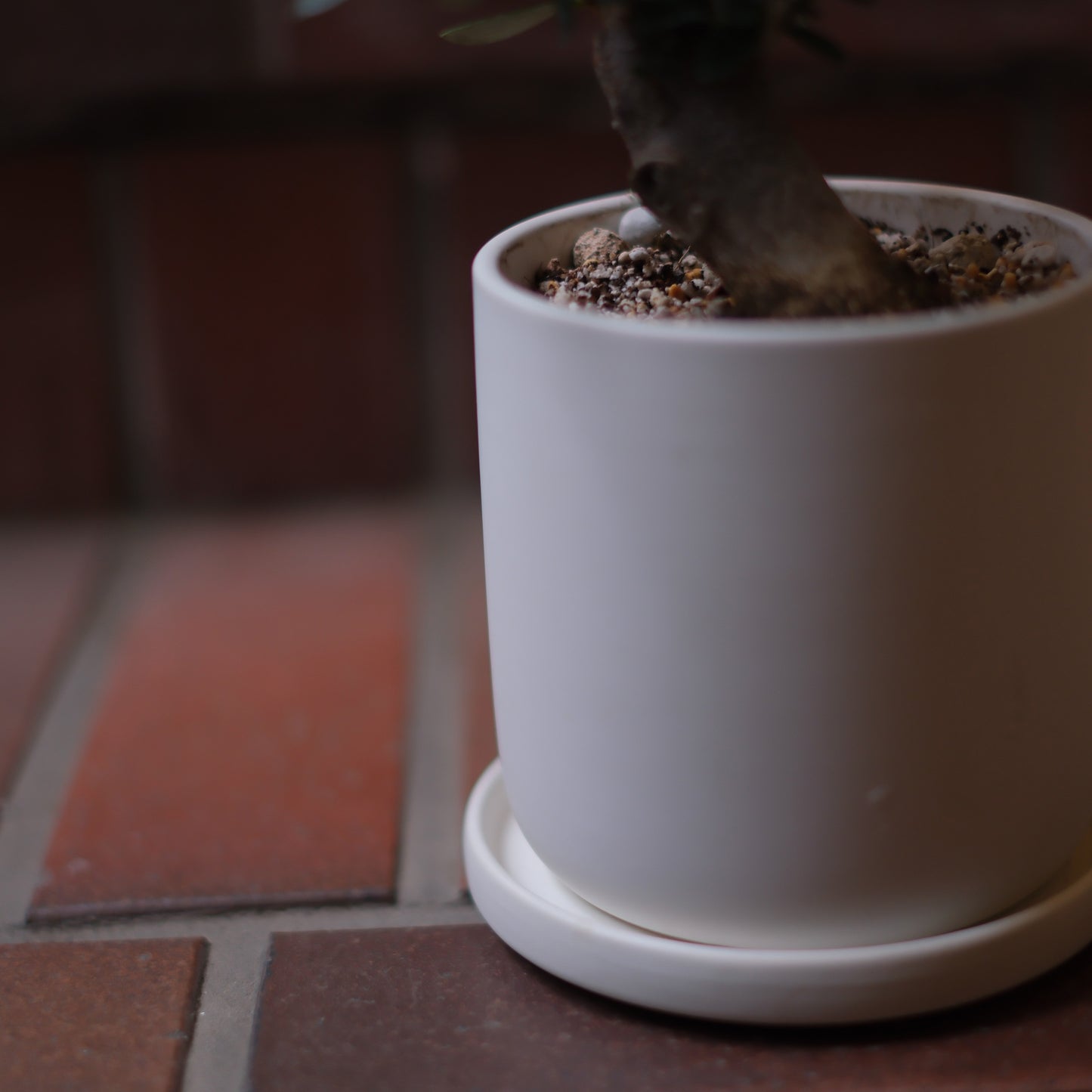 【オリーブの盆栽】ネバディロブランコ 白陶器｜シンプルでモダンなインテリアグリーン