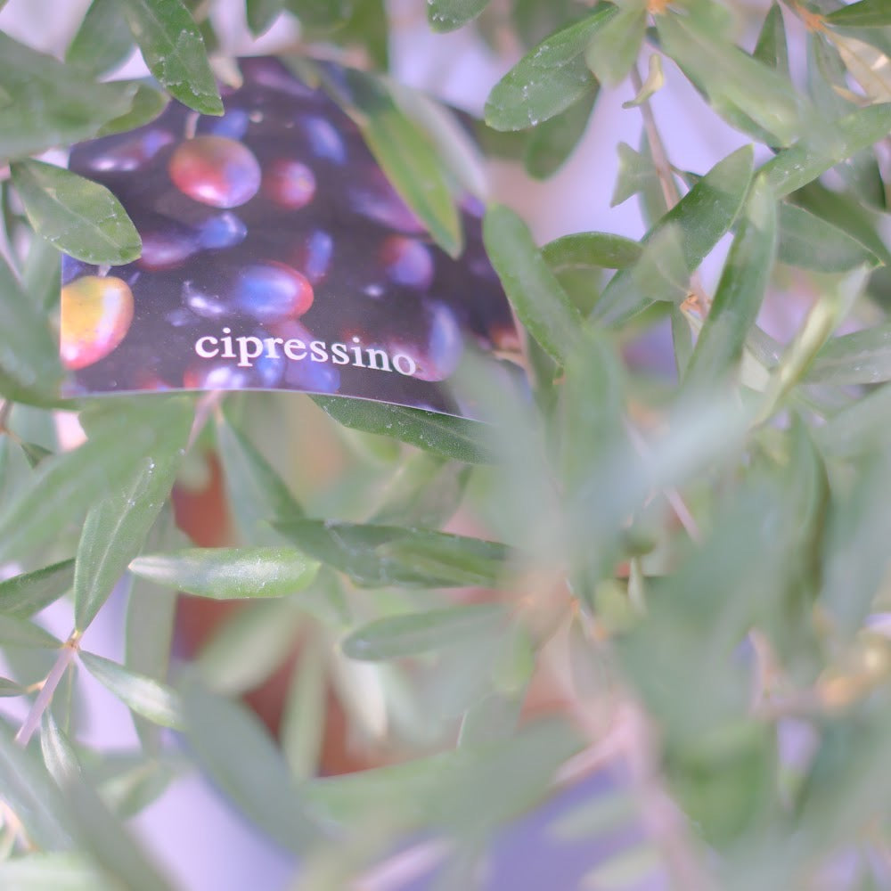【香川県産 SOUJU（創樹）】オリーブの木 シプレッシーノ 9号｜育てやすいシンボルツリー 観葉植物 オリーブ
