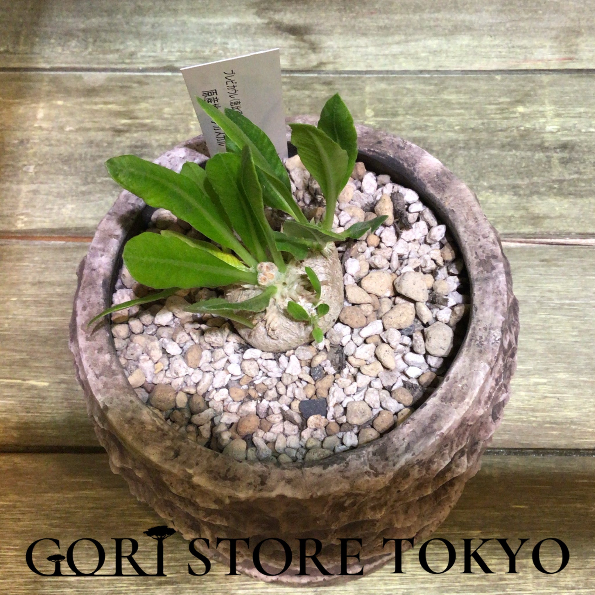 Pachypodium パキポディウム・ブレビカウレ実生株｜GORI STORE 