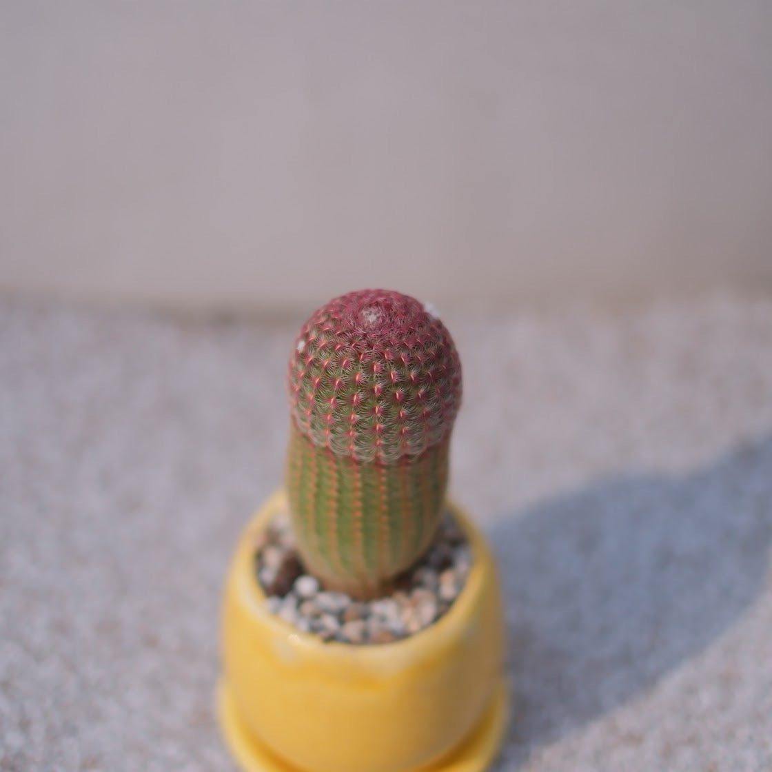 紫太陽（エキノケレウス）｜赤い棘が美しいコンパクトサボテン｜黄色陶器鉢付き