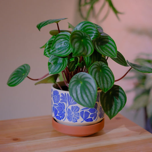 「スイカペペ（ペペロミア・サンデルシー）」観葉植物【GORI STORE TOKYO】