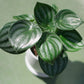 スイカペペ（ペペロミア・サンデルシー）【白陶器鉢付き／観葉植物】