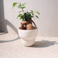 生命力あふれる観葉植物｜ガジュマル（Ficus microcarpa）ホワイト陶器鉢付き