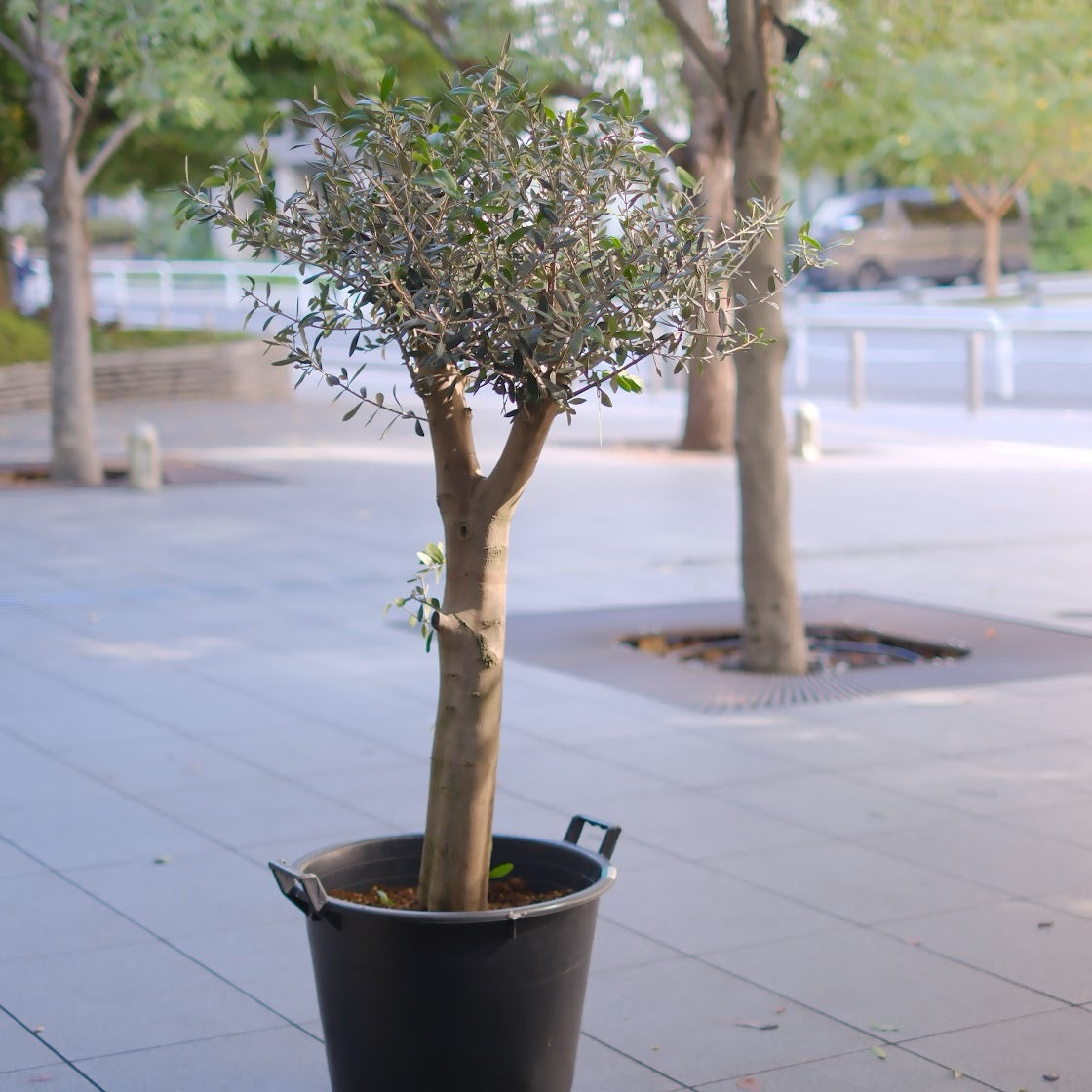 【一点物】【極太オリーブ・ルッカ 15号】