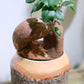 多幸の木　ガジュマル　Mango wood pot