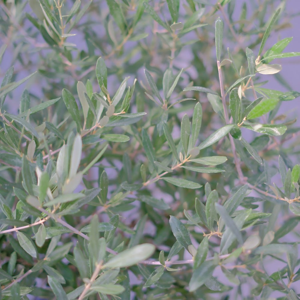 【香川県産 SOUJU（創樹）】オリーブの木 シプレッシーノ 9号｜育てやすいシンボルツリー 観葉植物 オリーブ