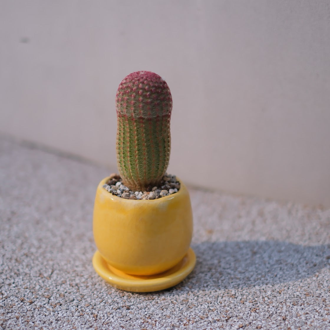 紫太陽（エキノケレウス）｜赤い棘が美しいコンパクトサボテン｜黄色陶器鉢付き
