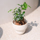 生命力あふれる観葉植物｜ガジュマル（Ficus microcarpa）ホワイト陶器鉢付き