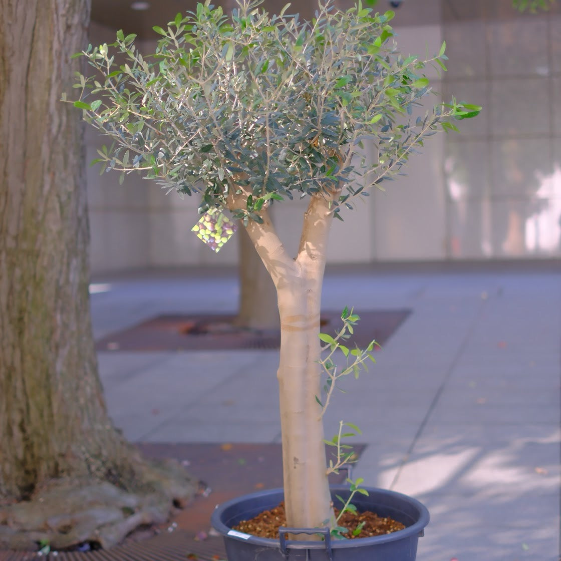 【一点物】【極太オリーブ・ルッカ 15号】