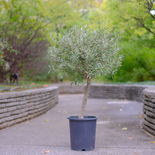 【香川県産 SOUJU（創樹）】オリーブの木 シプレッシーノ 9号｜育てやすいシンボルツリー 観葉植物 オリーブ