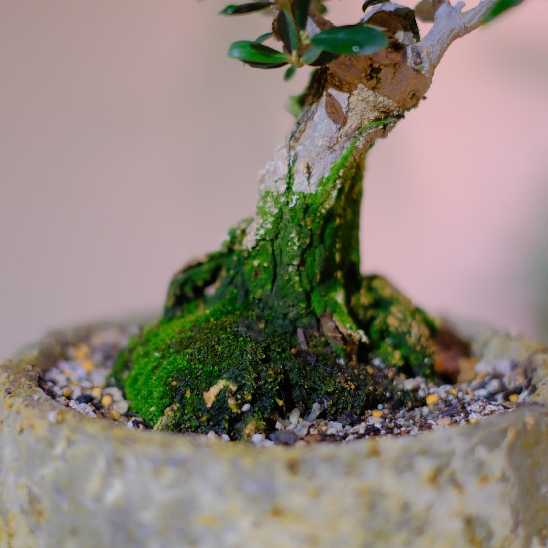 【一点物】オリーブ盆栽 マンザニロ｜香川県 創樹（Souju）職人仕立て｜ジュリエットプランター【GORI STORE TOKYO】