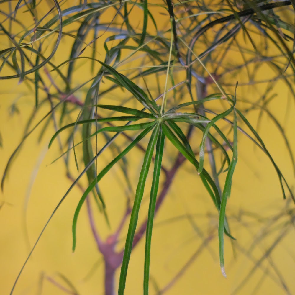 ボトルツリー・ブラキキトン ルペストリス 10号｜個性的な塊根植物・観葉植物［配達エリア：東京・神奈川・千葉・埼玉限定］