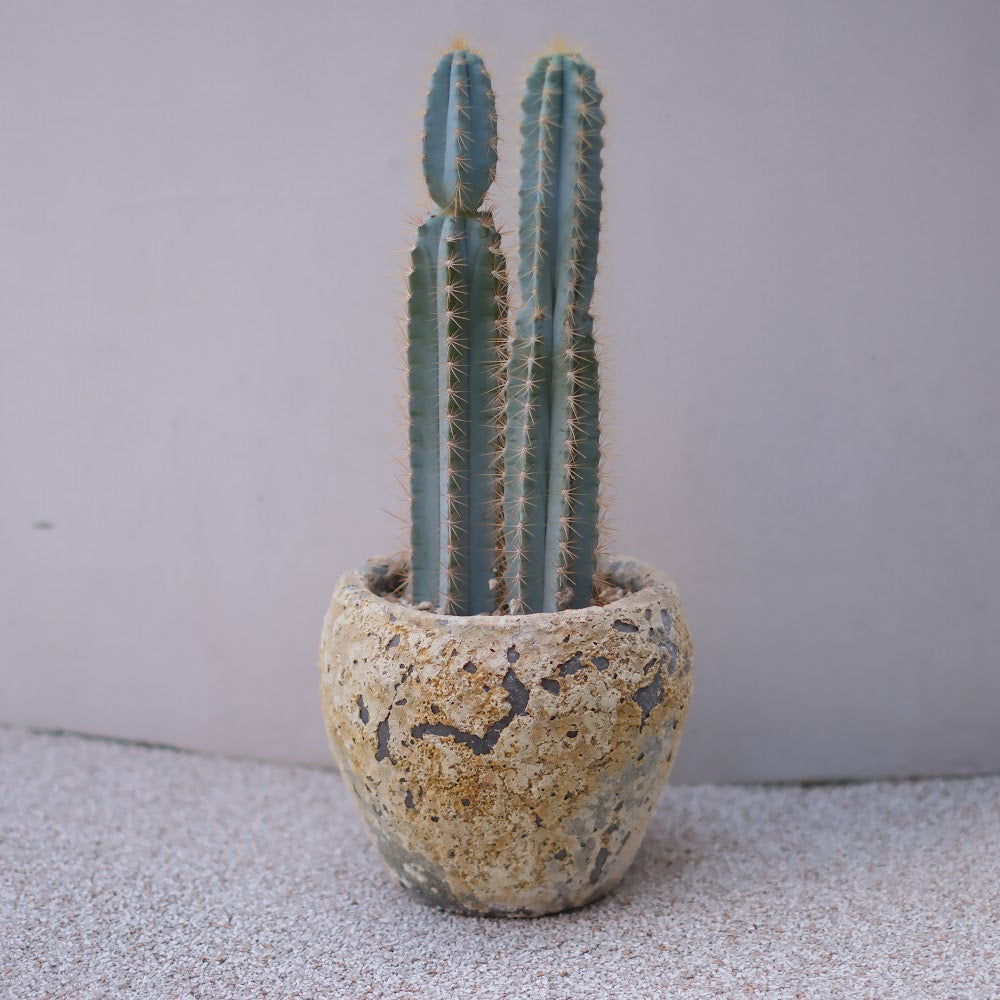 青い柱サボテン・アズレウス × ジュリエットプランター【アンティーク陶器鉢／観葉植物】