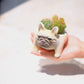 【おしゃれインテリア】フレンチブルドッグ鉢（クリーム）のサボテン寄せ植え｜育てやすい多肉植物｜ギフトにもおすすめ