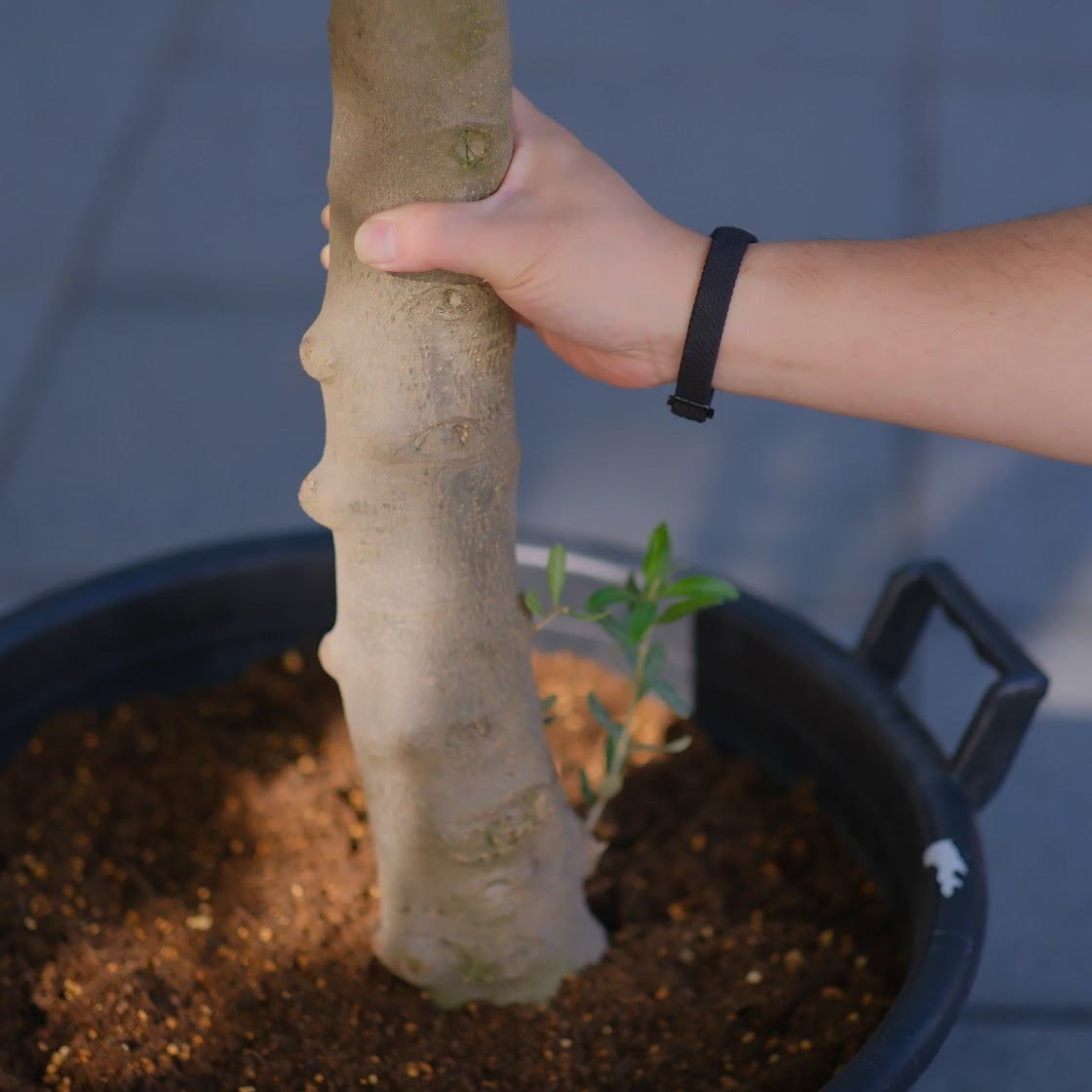 【一点物】【極太オリーブ・シプレッシーノ スタンドボウル仕立て 15号】香川県産・日本一のオリーブブランドSOUJU