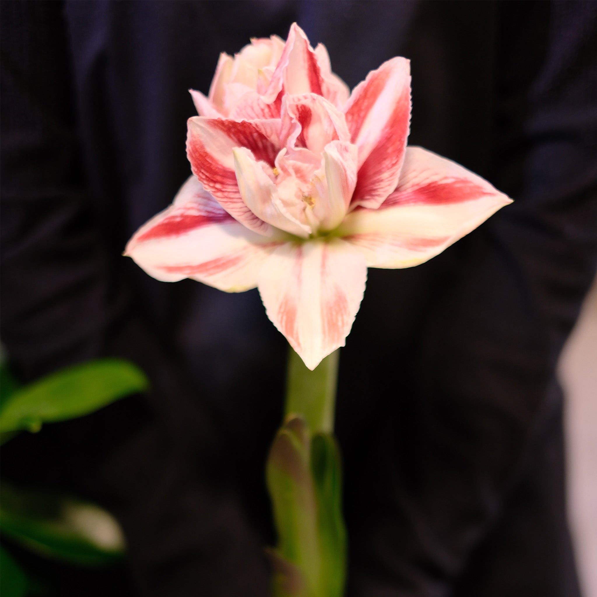 マジックアマリリス 3個 球根 アマリリス(一重) マジックタッチ 【花