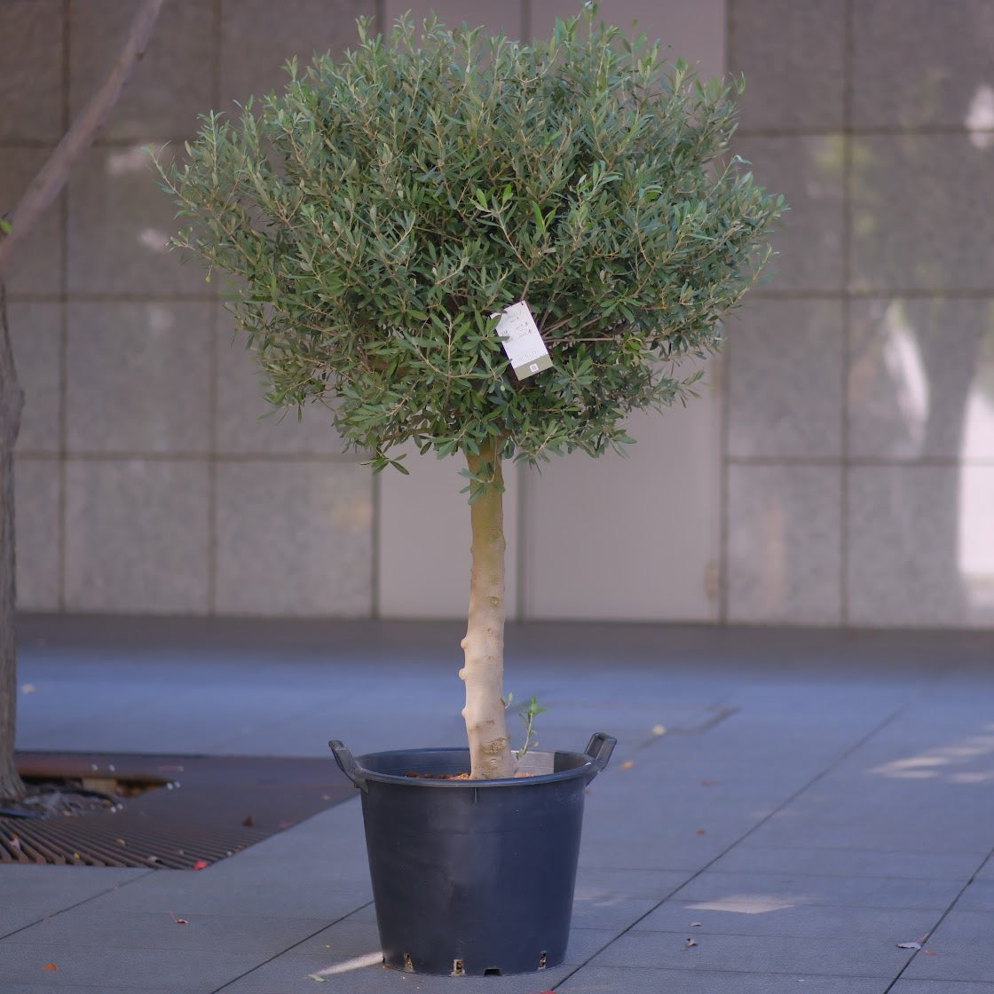Olive Tree – GORI STORE