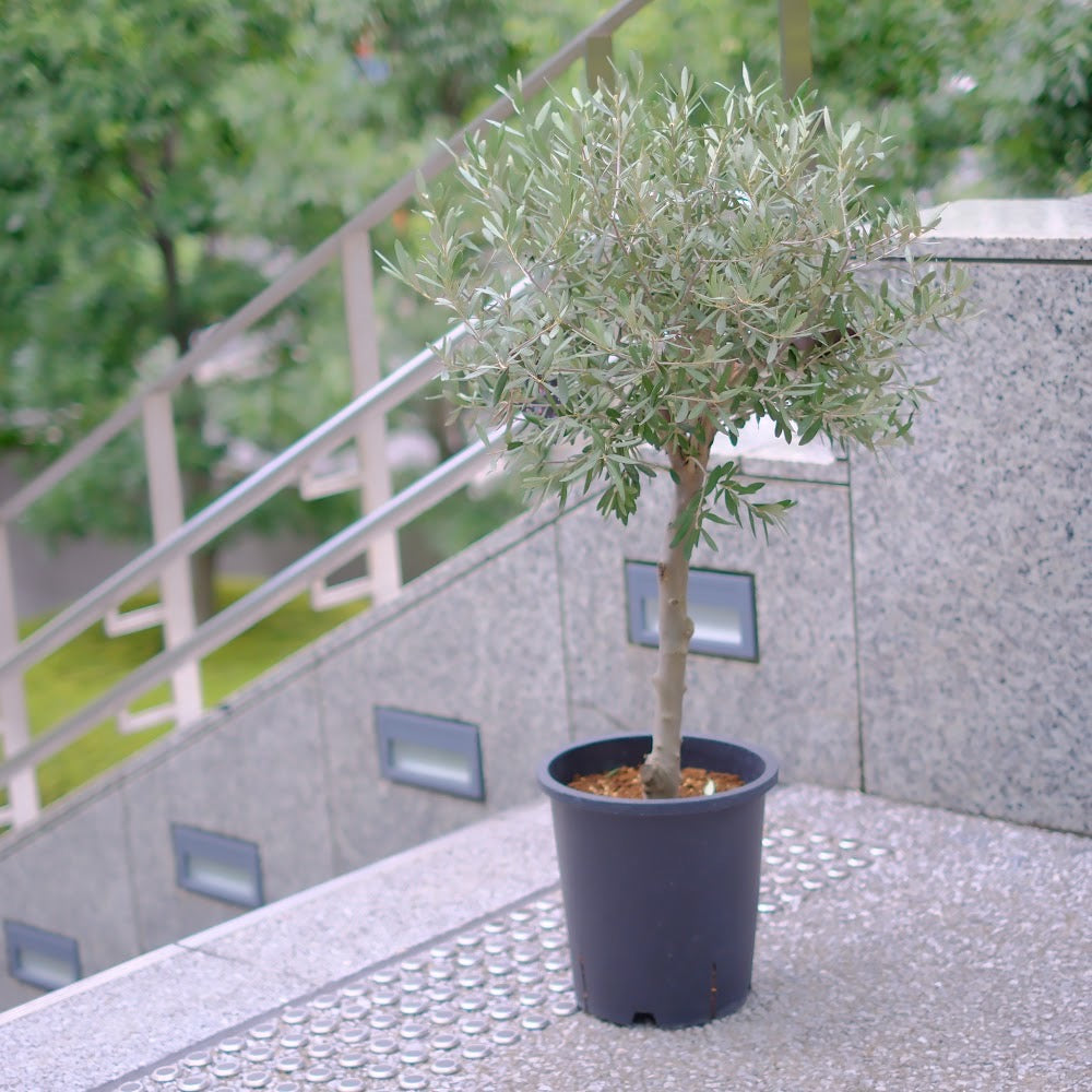 【香川県産 SOUJU（創樹）】オリーブの木 シプレッシーノ 9号｜育てやすいシンボルツリー 観葉植物 オリーブ