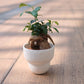 生命力あふれる観葉植物｜ガジュマル（Ficus microcarpa）ホワイト陶器鉢付き