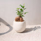 精霊が宿る観葉植物｜ガジュマル（Ficus microcarpa）