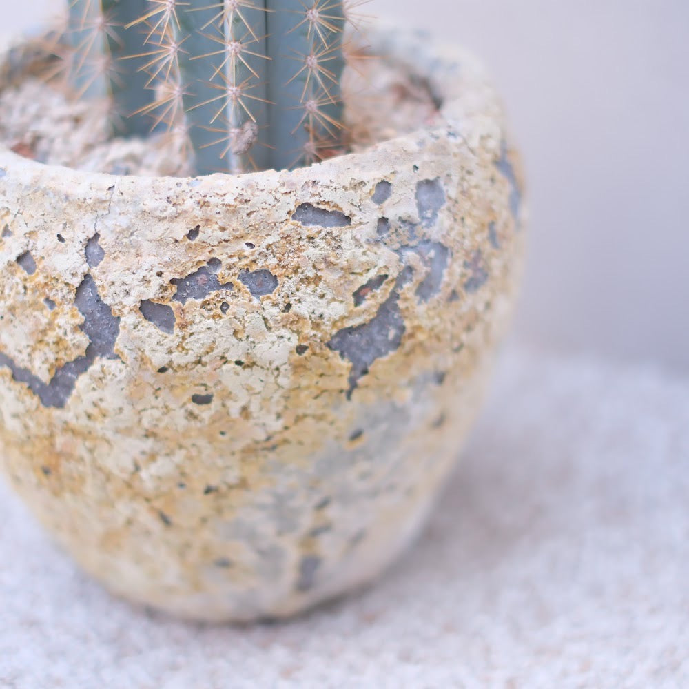 青い柱サボテン・アズレウス × ジュリエットプランター【アンティーク陶器鉢／観葉植物】