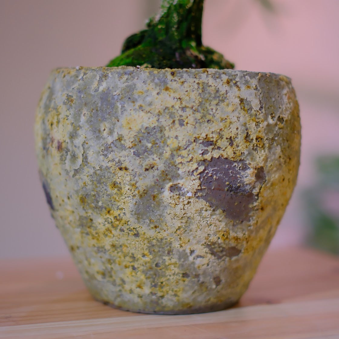 【一点物】オリーブ盆栽 マンザニロ｜香川県 創樹（Souju）職人仕立て｜ジュリエットプランター【GORI STORE TOKYO】