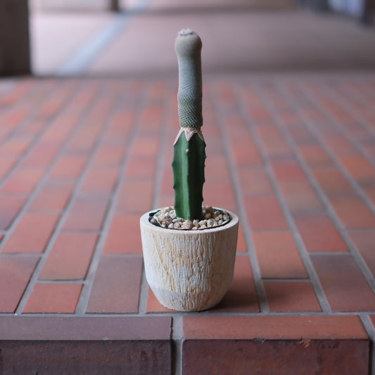 接ぎ木サボテン 月世界（Grafted Cactus Gekkai）
