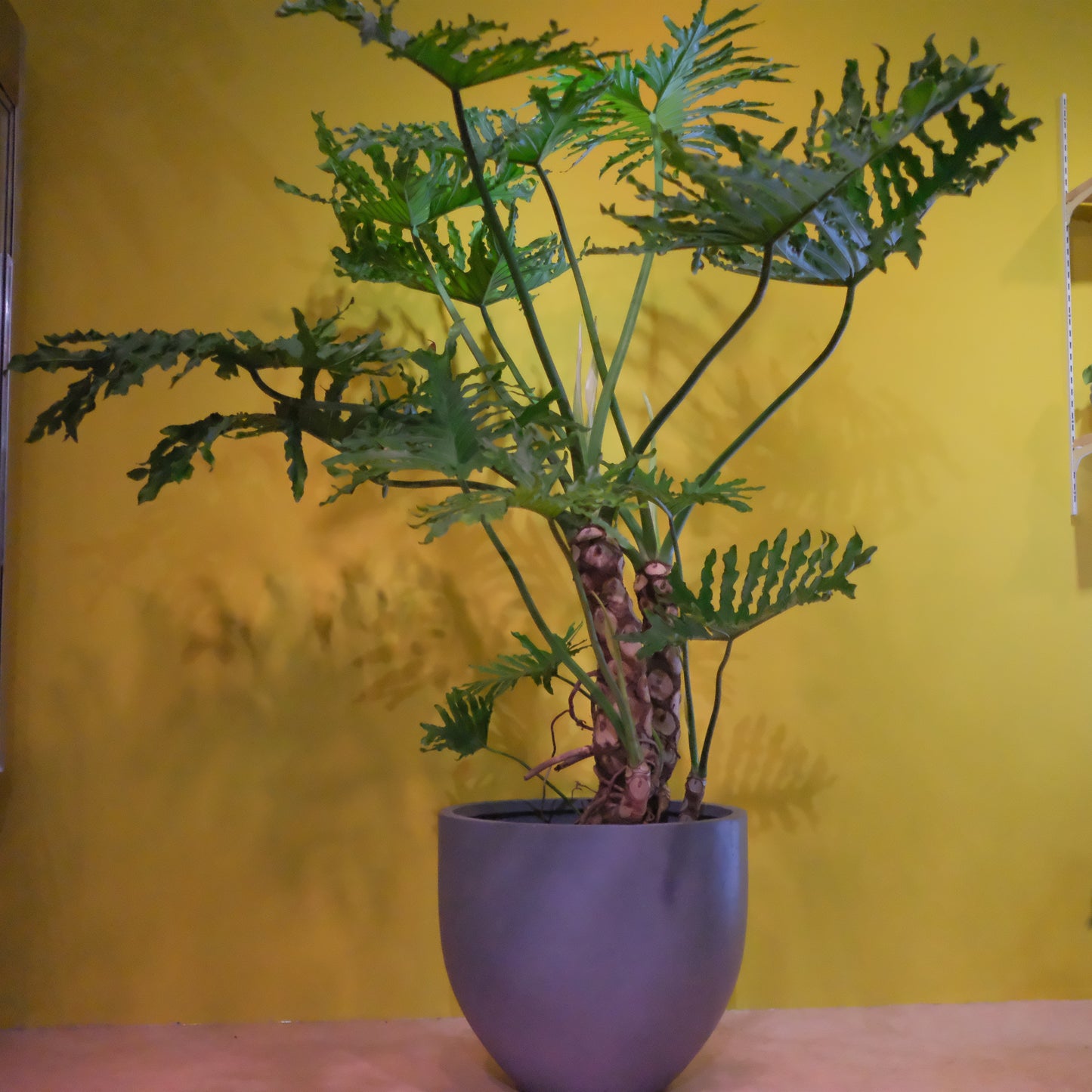 フィロデンドロン・セローム 大型観葉植物｜南米原産・耐陰性あり・インテリアグリーンにおすすめ［配達エリア：東京・神奈川・千葉・埼玉限定］