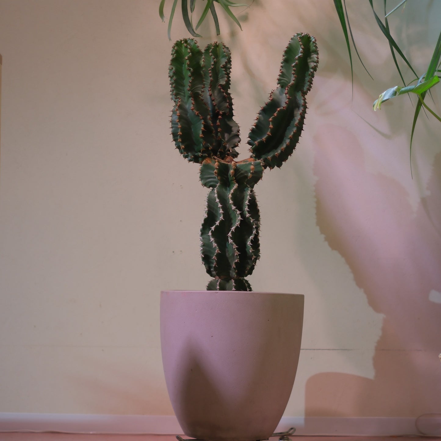 【東京都内限定配送／一点物】ユーフォルビア・アビシニカ｜Euphorbia abyssinica｜グレー陶器鉢・アンティーク加工【GORI STORE TOKYO】