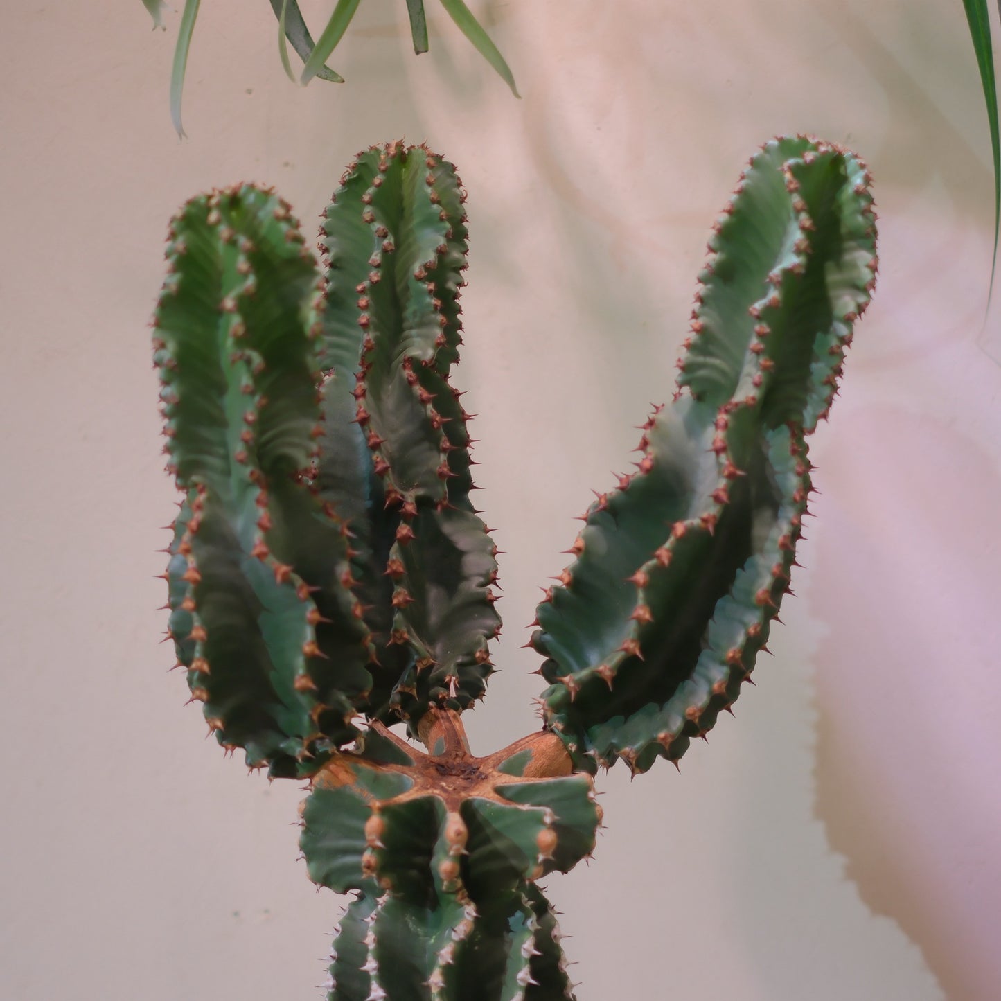 【東京都内限定配送／一点物】ユーフォルビア・アビシニカ｜Euphorbia abyssinica｜グレー陶器鉢・アンティーク加工【GORI STORE TOKYO】