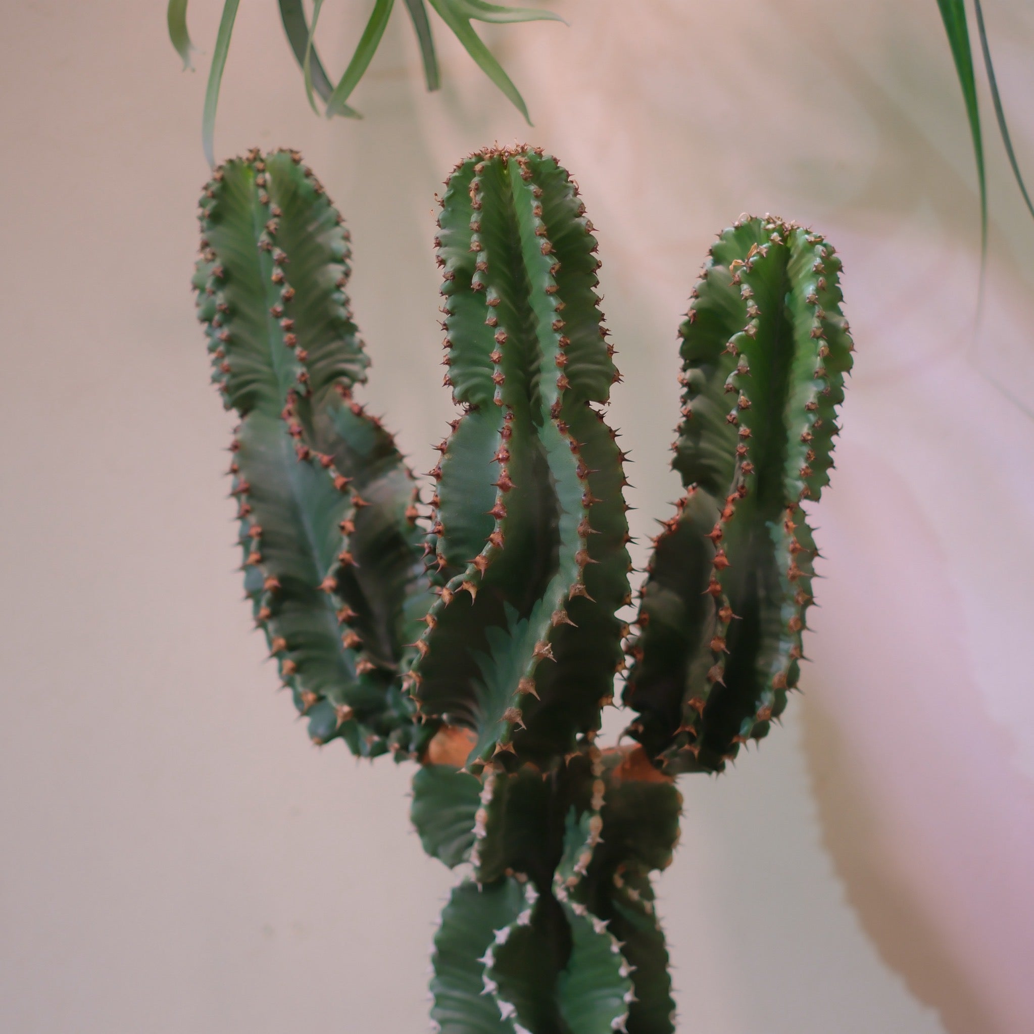 東京都内限定配送／一点物】ユーフォルビア・アビシニカ｜Euphorbia