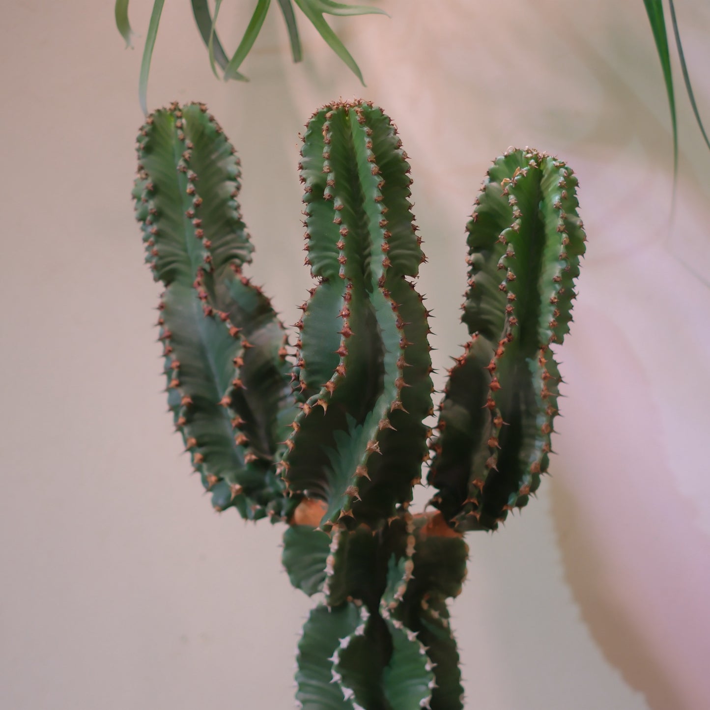 【東京都内限定配送／一点物】ユーフォルビア・アビシニカ｜Euphorbia abyssinica｜グレー陶器鉢・アンティーク加工【GORI STORE TOKYO】