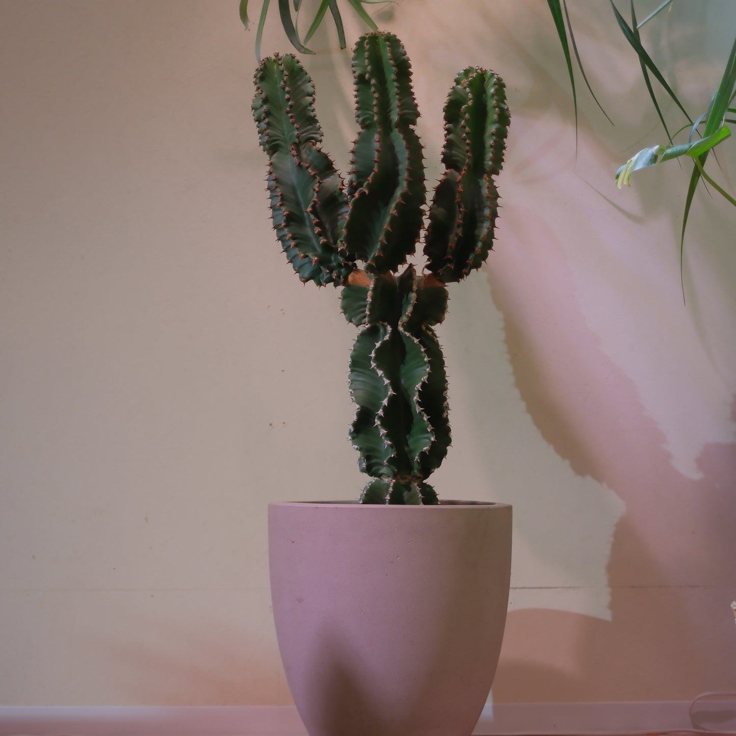 【東京都内限定配送／一点物】ユーフォルビア・アビシニカ｜Euphorbia abyssinica｜グレー陶器鉢・アンティーク加工【GORI STORE TOKYO】