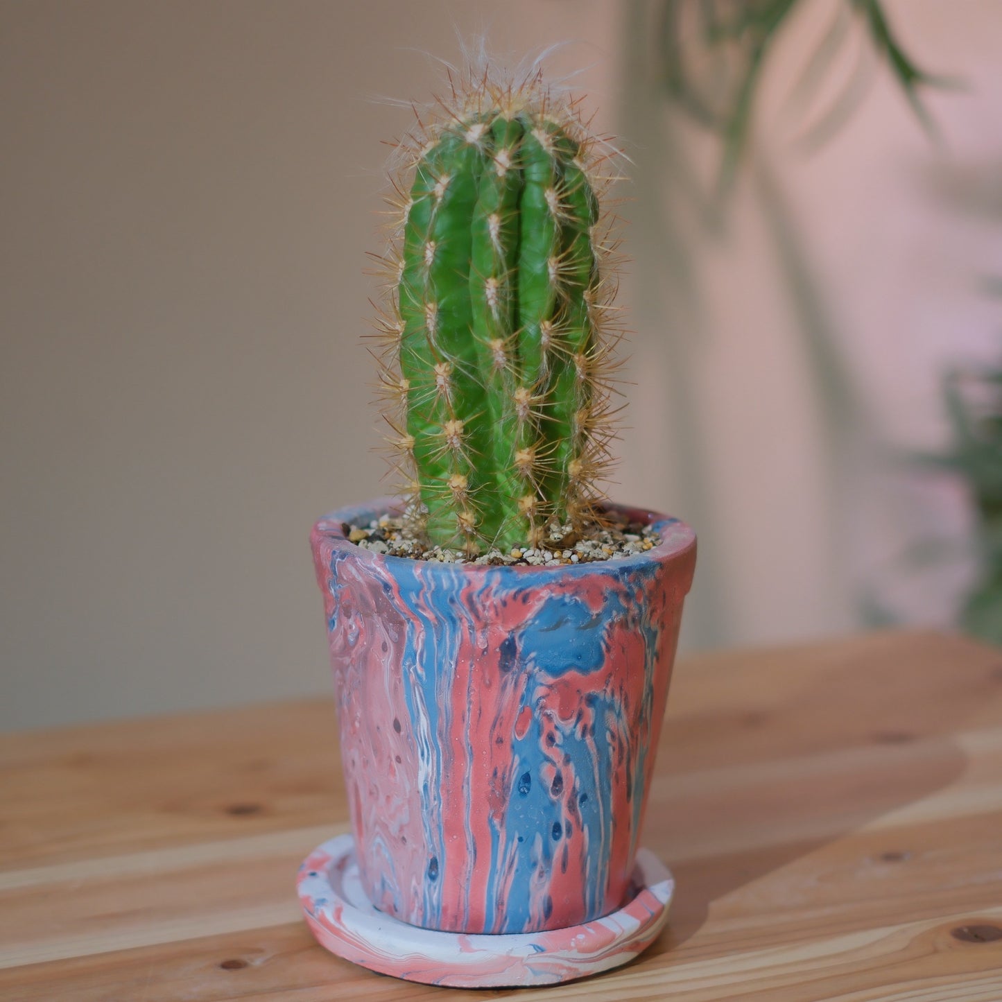 柱サボテン ライオン錦｜マーブルテラコッタ 赤×ブルー｜アンティーク加工・皿付き【GORI STORE TOKYO】