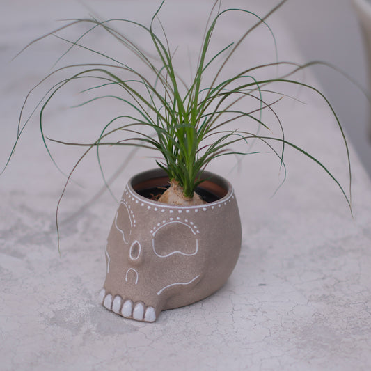 【skull terracotta トックリラン】ノリナ・ポニーテール｜スカル鉢 観葉植物｜乾燥に強い インテリアグリーン【GORI STORE　TOKYO公式】