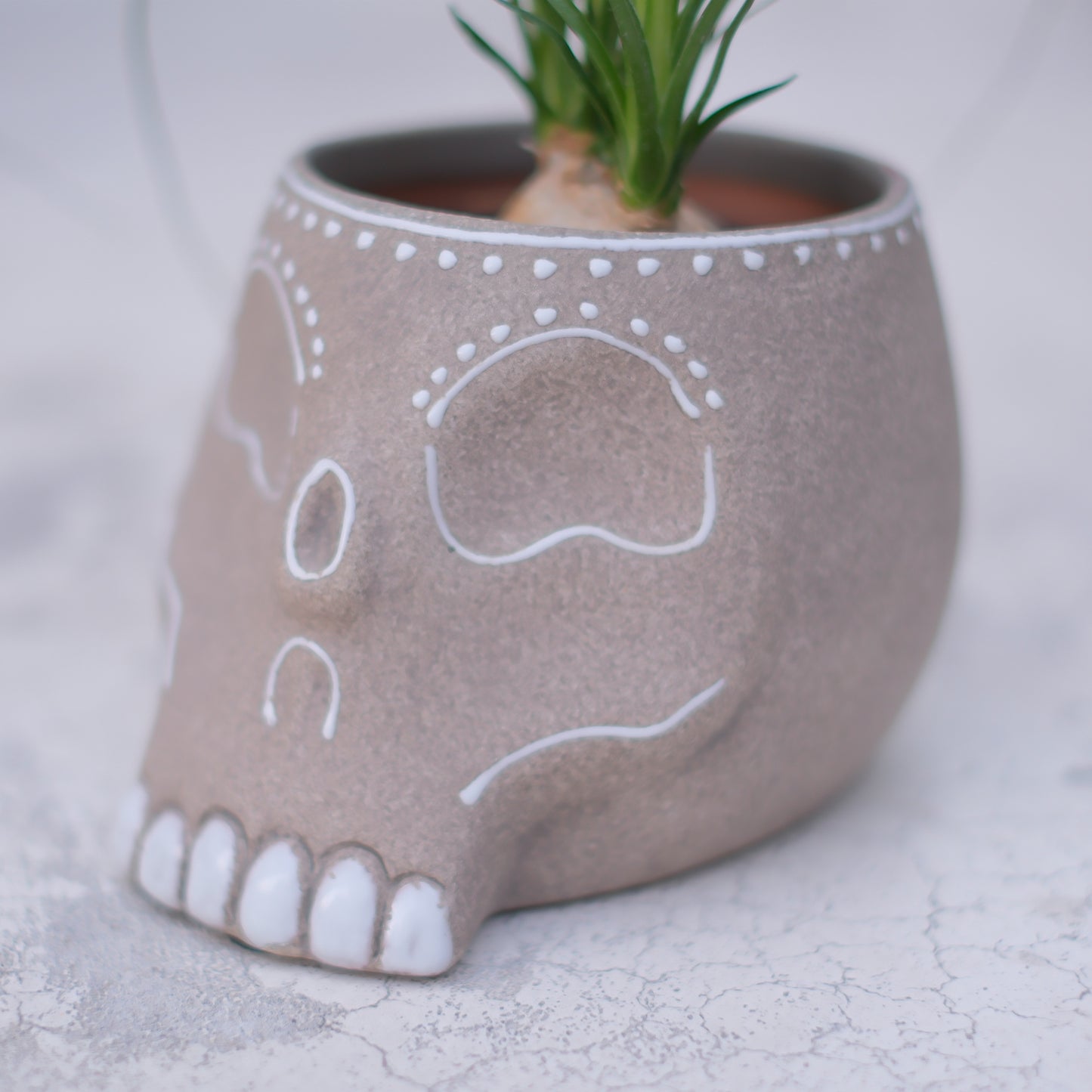 【skull terracotta トックリラン】ノリナ・ポニーテール｜スカル鉢 観葉植物｜乾燥に強い インテリアグリーン【GORI STORE　TOKYO公式】