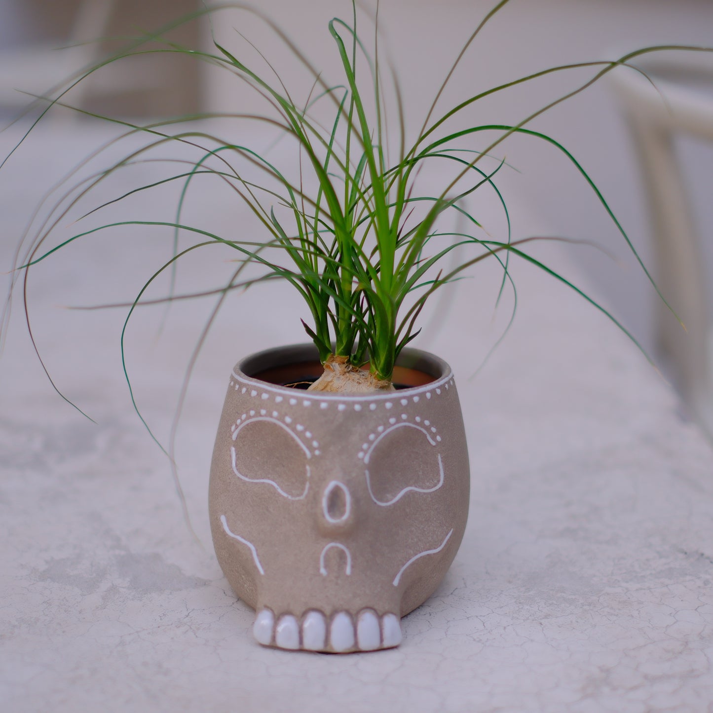 【skull terracotta トックリラン】ノリナ・ポニーテール｜スカル鉢 観葉植物｜乾燥に強い インテリアグリーン【GORI STORE　TOKYO公式】