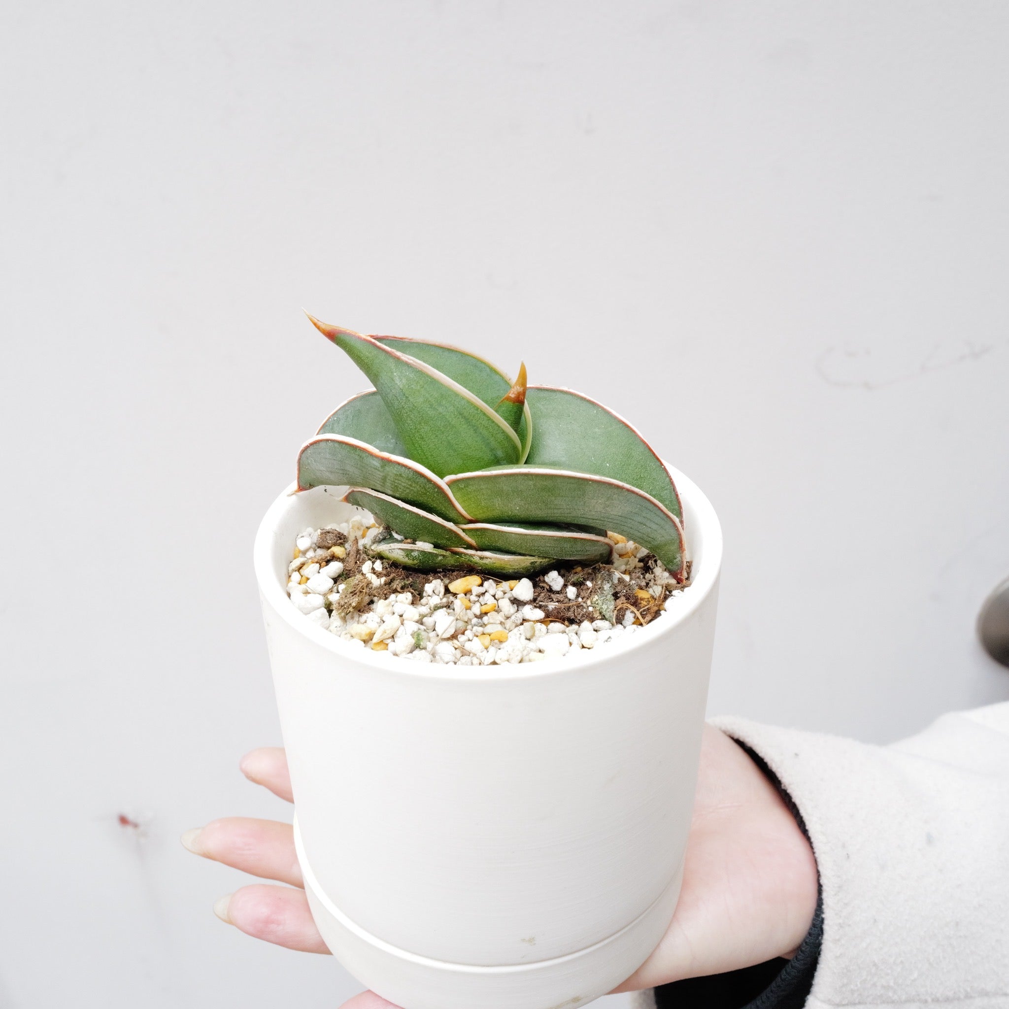 サンスベリア　ロリダ サンスベリア ロリダ 010 – linkplants -リンクプランツ-