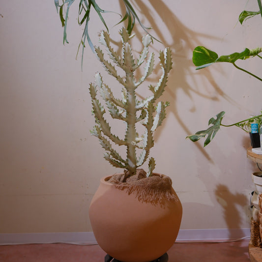 ユーフォルビア ホワイトゴースト 大型 多肉植物 観葉植物 おしゃれ ポリストーン鉢付き インテリアグリーン｜Euphorbia lactea White Ghost